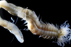 Найденные биологами светящиеся морские черви выглядят как духи из японских легенд