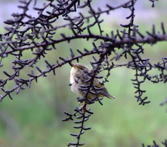 О чем  поешь ты, крошка Пеночка?