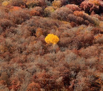 Осенняя красотка