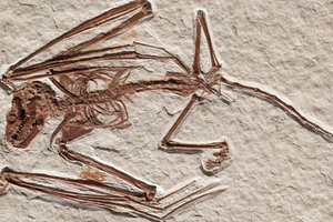 В США нашли окаменелости самых древних летучих мышей в истории