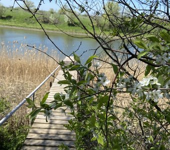 Утро в деревне