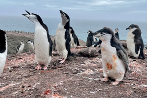 Почему фекалии пингвинов важны для здоровья океана