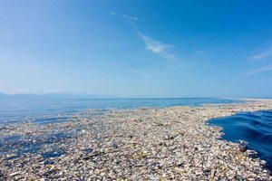 Большое мусорное пятно в Тихом океане заселили инвазивные животные