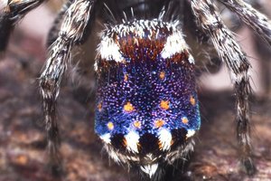 Посмотрите на паука, который выглядит как «Звездная ночь» Ван Гога