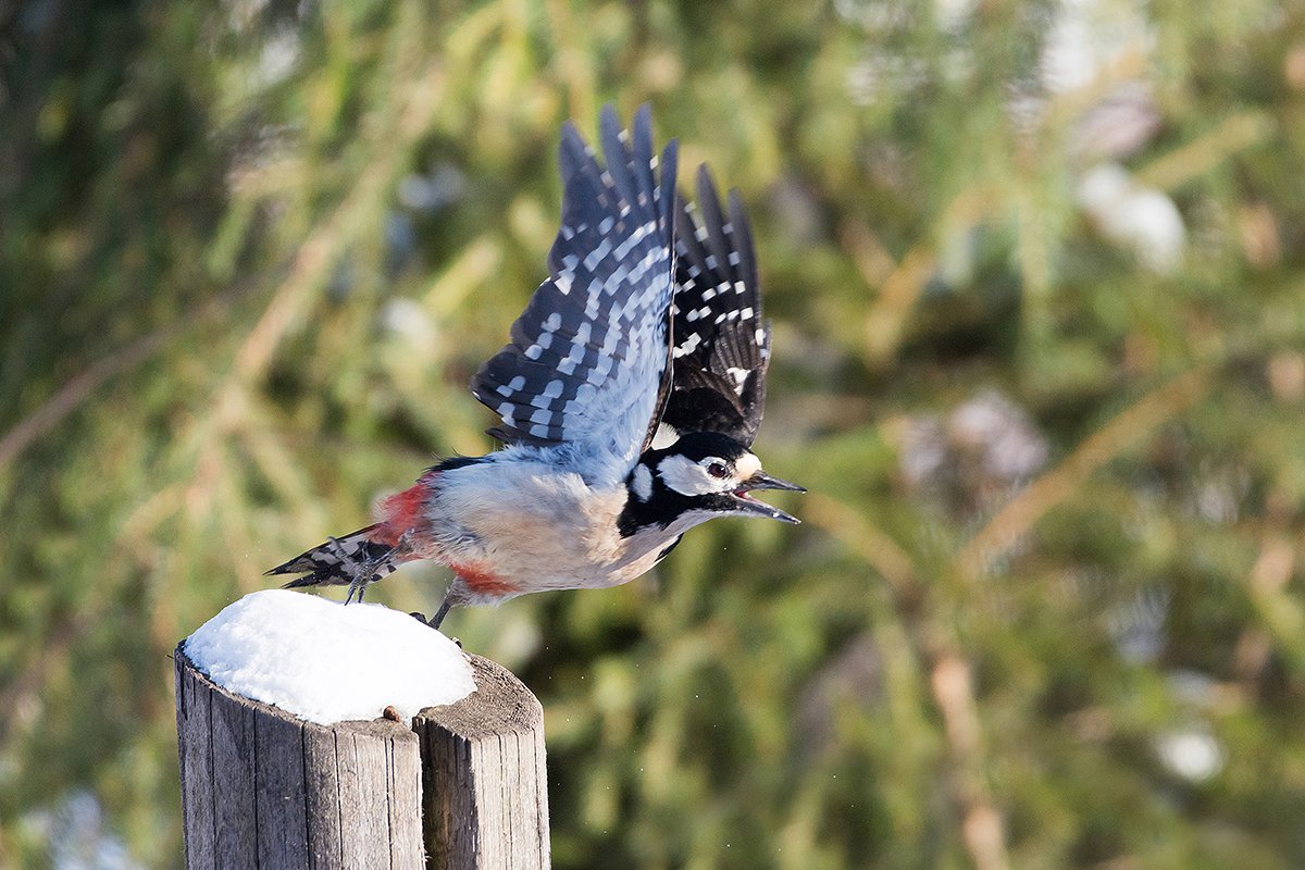 Самочка большого пестрого дятла — Фото №1434031