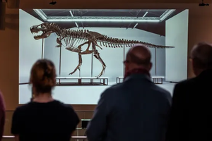 Скелет тираннозавра Тринити продали на аукционе за 6 миллионов долларов