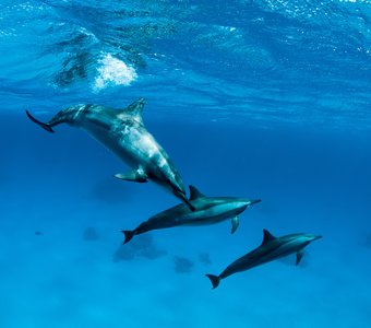 Дельфины, море, подводная фотография