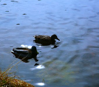 Утки в пруду