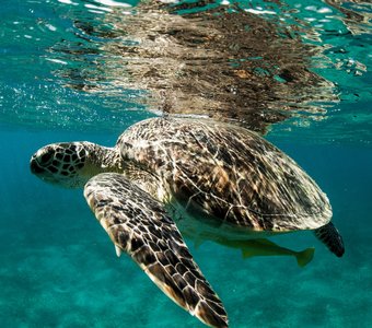 Морские черепахи мало изменились с мезозоя