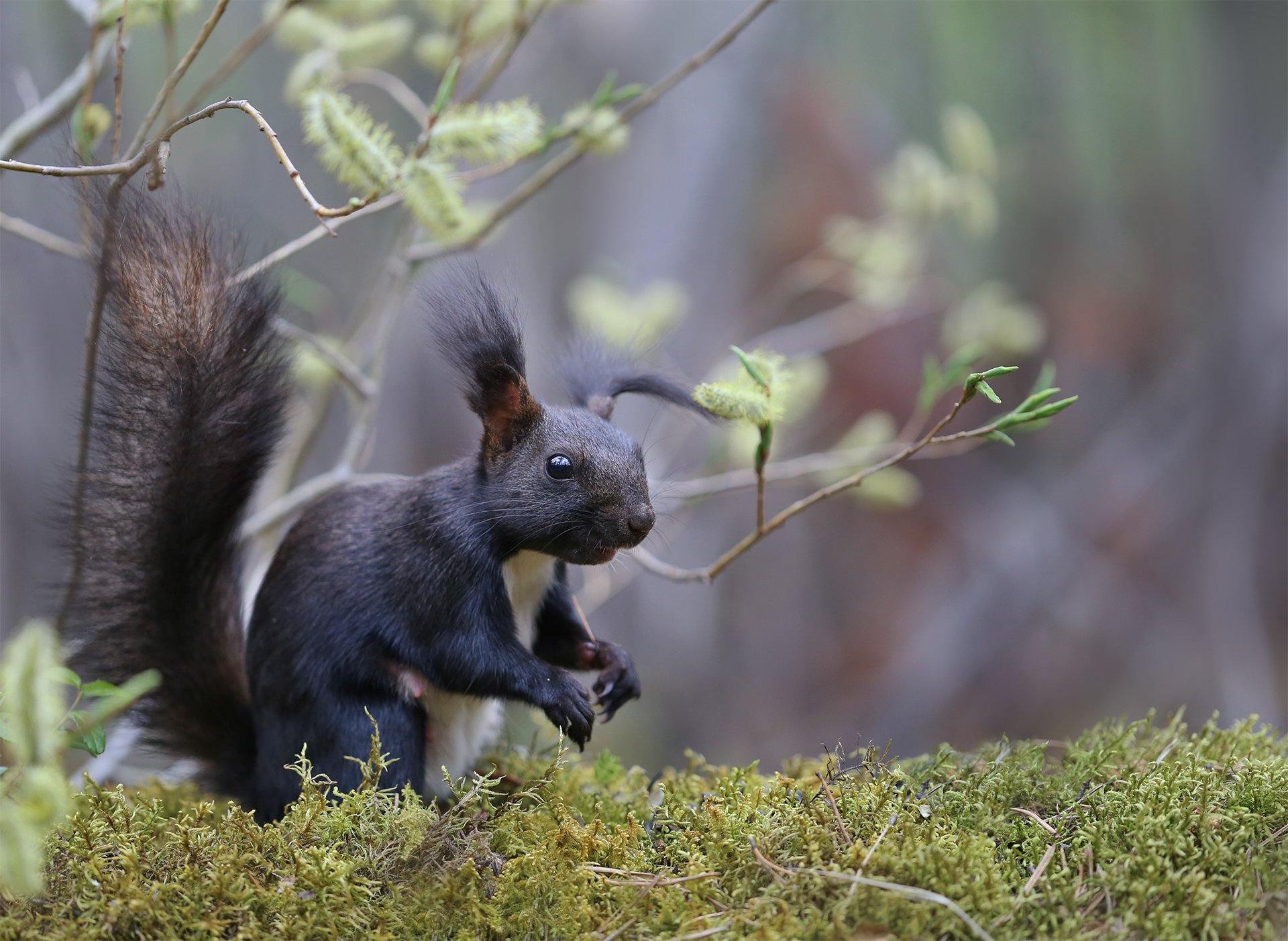 Forest tails