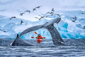 Синий кит выпрыгнул из воды перед парой туристов у берегов Антарктиды: невероятный снимок