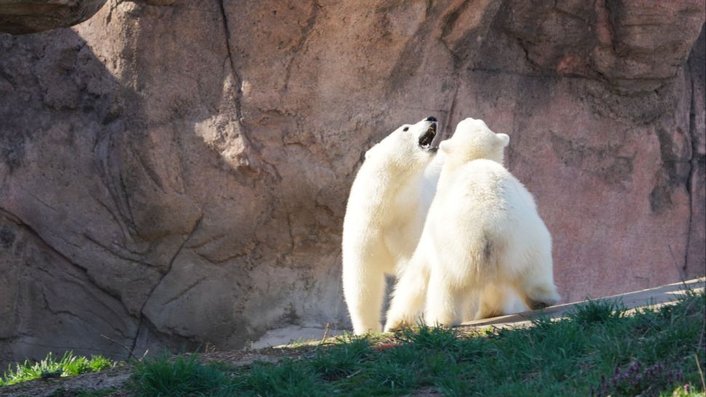 Фото: Detroit Zoo