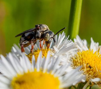 Земляная пчёла-кукушка из рода Epeolus