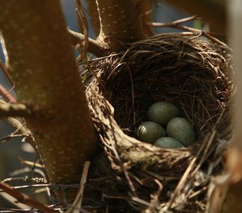 Весна, гнездование и выведение потомства