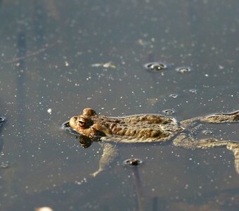 Жаба в пруду