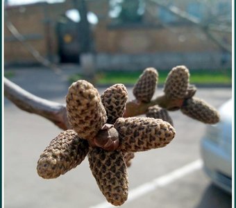 Не шишечки...