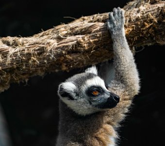 Портрет лемура