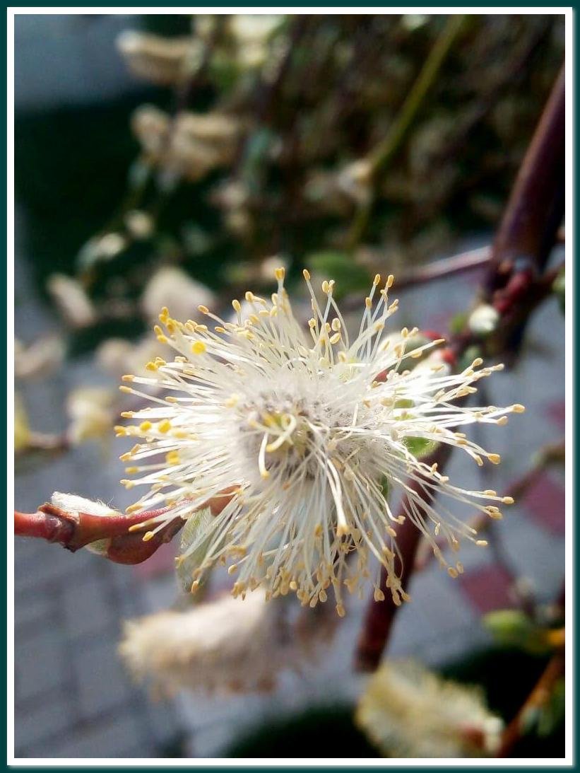 Не одуванчик...