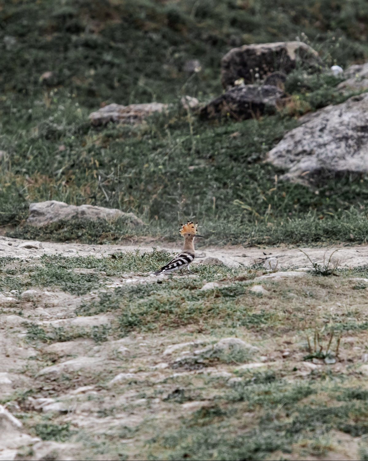Вонючий красавец