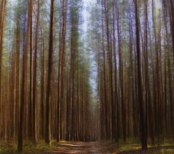 Дорожка в Брянском лесу.