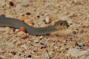 В Австралии женщина засосала ядовитую змею пылесосом