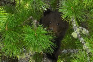 На Алтае спасли медвежонка, загнанного на дерево