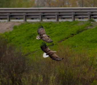 Белохвостые орланы, Новгородская область