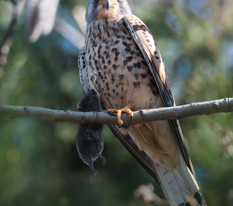 Обыкновенная пустельга (лат. Falco tinnunculus)