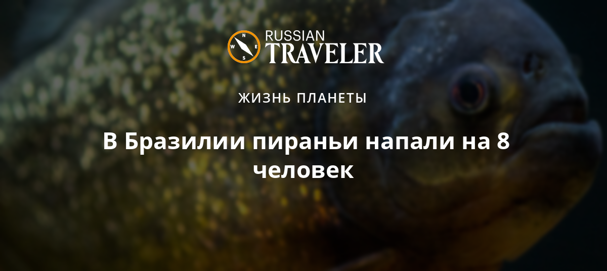 Нападали ли пираньи. Пиранья наттерера зубы. Людоедные пираньи. Пираньи нападают на людей. Амазонка рыбы пираньи.