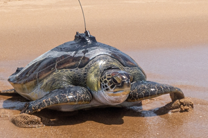 Боб, знаменитая морская черепаха, оказалась самкой