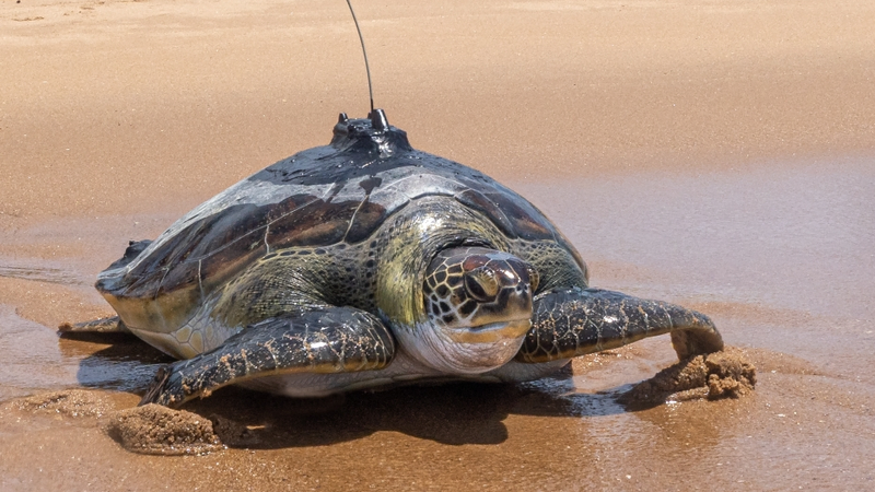 Морские черепахи, виды, размножение, как выглядят, фото - Аква Лого инжиниринг
