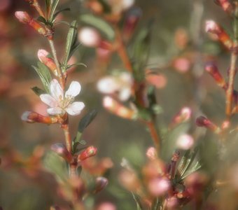 Весенняя нежность