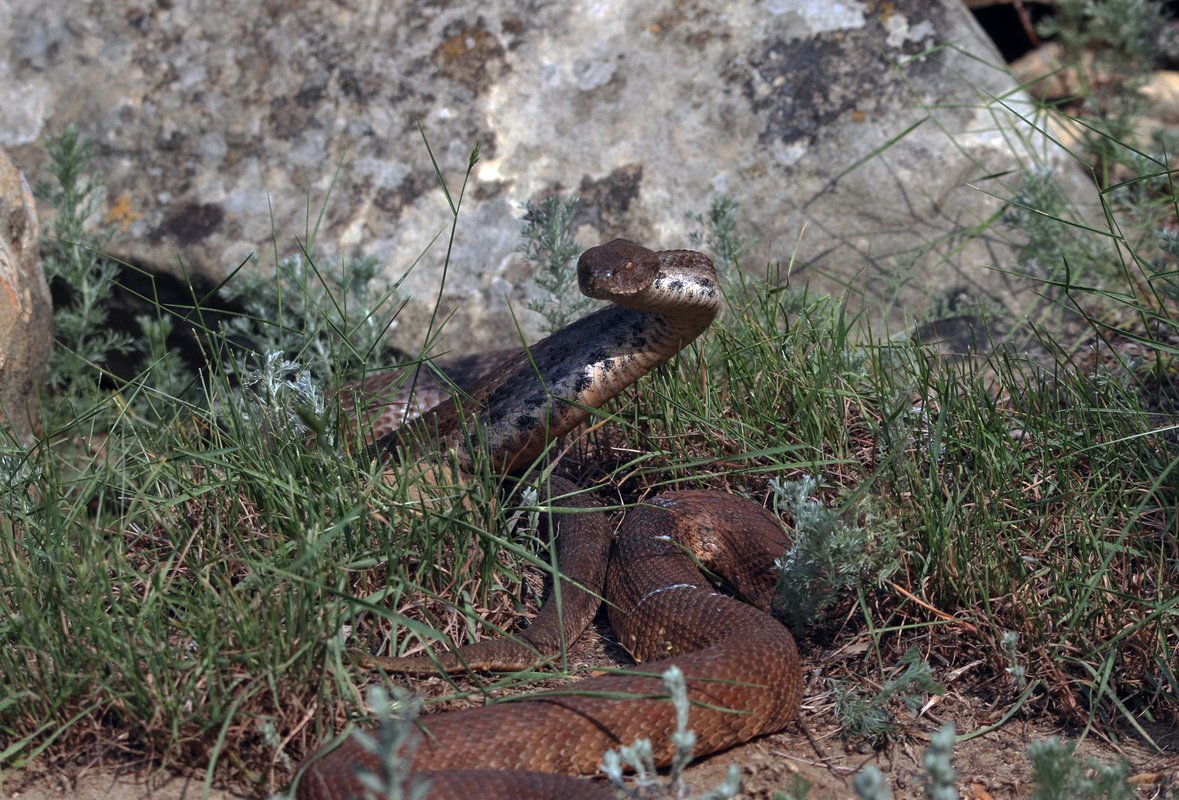 змеи в азербайджане
