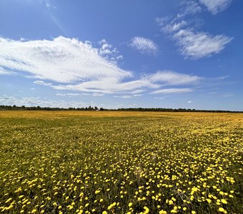 Одуванчиковые поля вдоль дорог Волосовского района