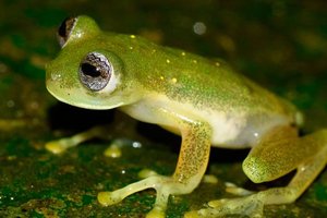 В Колумбии нашли «тикающих» стеклянных лягушек с зелеными костями