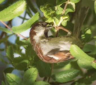 Так вкуснее