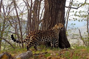 Самые редкие в мире леопарды вернулись в Уссурийский заповедник спустя полвека
