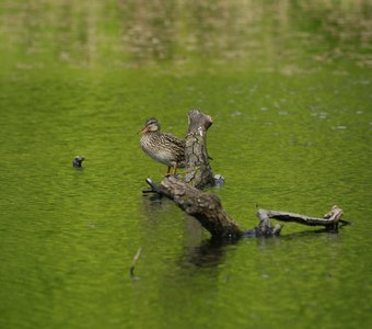 Утка на ветке в пруду