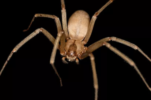 Страшные последствия укуса паука: у мужчины развился тромбоз глубоких вен