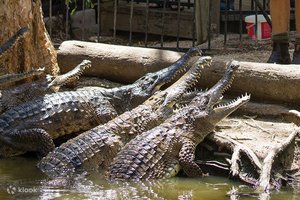 40 крокодилов убили фермера в Камбодже