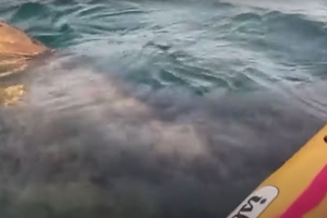 В Ирландии гигантская акула проплыла прямо под каяком туристок: видео