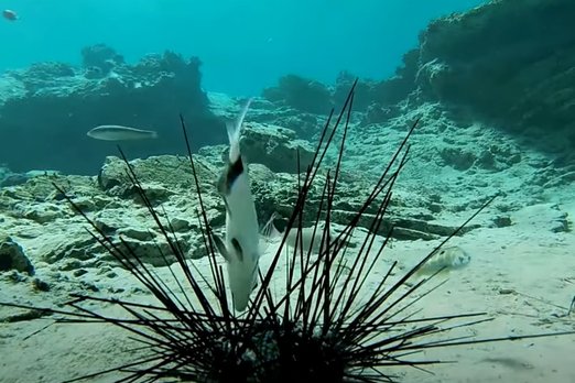 Неизвестный паразит заживо сдирает плоть с морских ежей и превращает их в скелеты