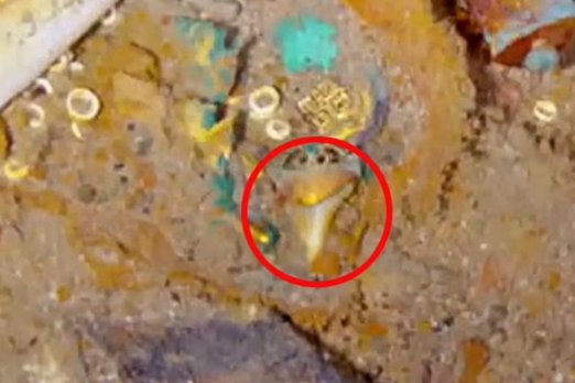 На месте крушения «Титаника» нашли ожерелье, сделанное из зуба мегалодона