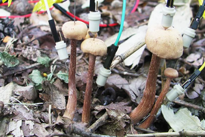 Ученые подслушали разговор грибов друг с другом