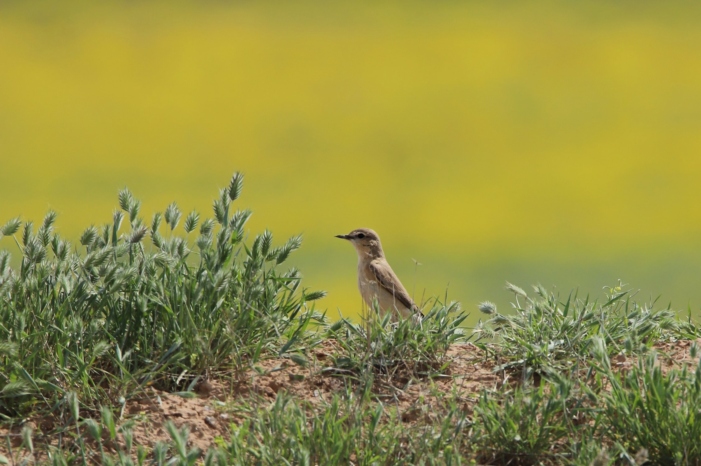Цветущая степь