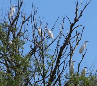 Остров белых птиц