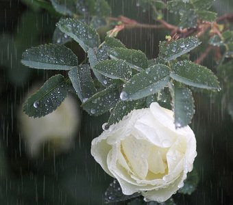 Когда идёт дождик.