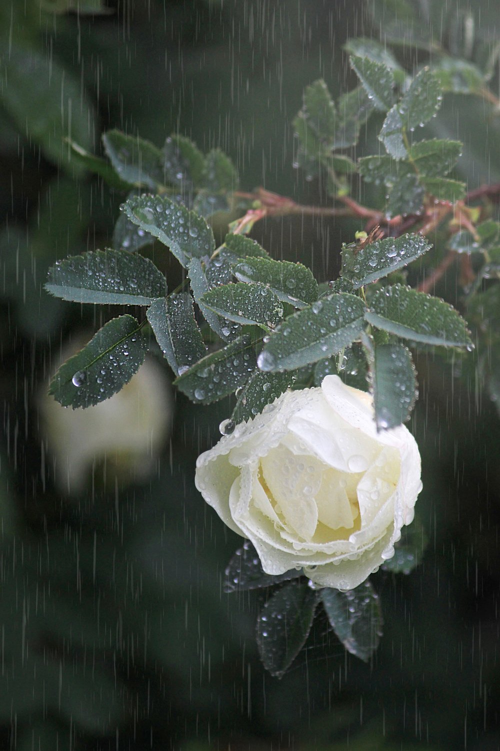 Когда идёт дождик