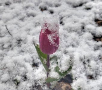 Тюльпан под снегом