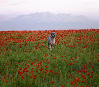 Жульбарс